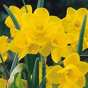 Miniature narcissus quail bulbs