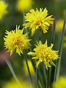 Miniature narcissus rip van winkle bulbs