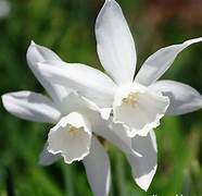 Miniature narcissus Thalia bulbs