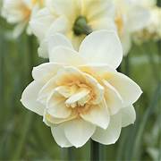 Daffodil white lion bulbs