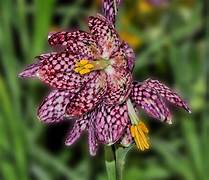 Fritillaries melagris Bulbs