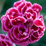 Dianthus mixed