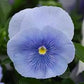 Azure Pansies