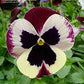 Cassis Pansies