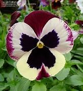 Cassis Pansies