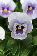 Marina Pansies