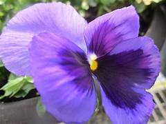 Ocean Pansies