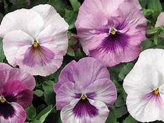 Pink shades Pansies