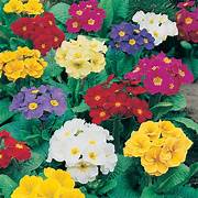 Polyanthus mixed