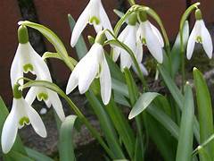 Galanthus nivalis bulbs