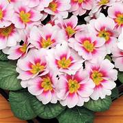 Primrose appleblossom