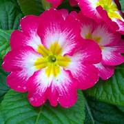 Primrose Bicolour