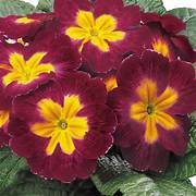 Primrose burgundy flame