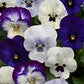 Viola Ocean Breeze mixed