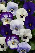 Viola Ocean Breeze mixed