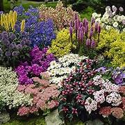 Alpines & Herbaceous Perennials