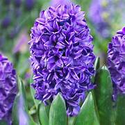 Hyacinth garden blue bulbs