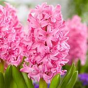 Hyacinth garden pink bulbs