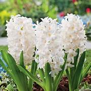 Hyacinth garden white bulbs