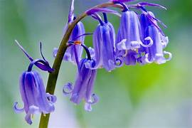 Hyacinthoides (bluebells) bulbs