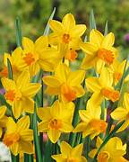 Miniature narcissus jetfire Bulbs