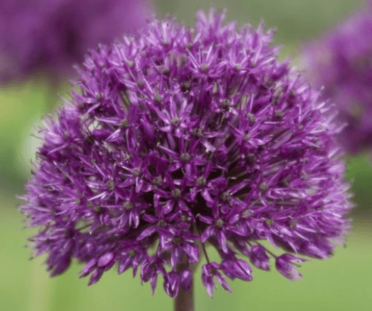 Allium hollandicum 'Purple Sensation' Bulbs