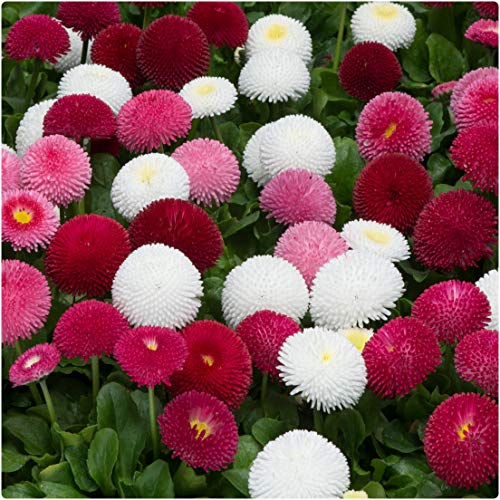 Bellis Perennis ‘Medicis Mix’