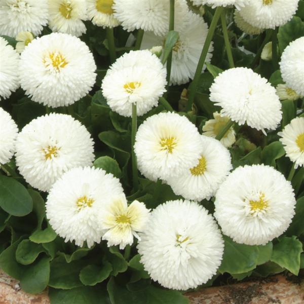 Bellis perennis ‘Tasso White’