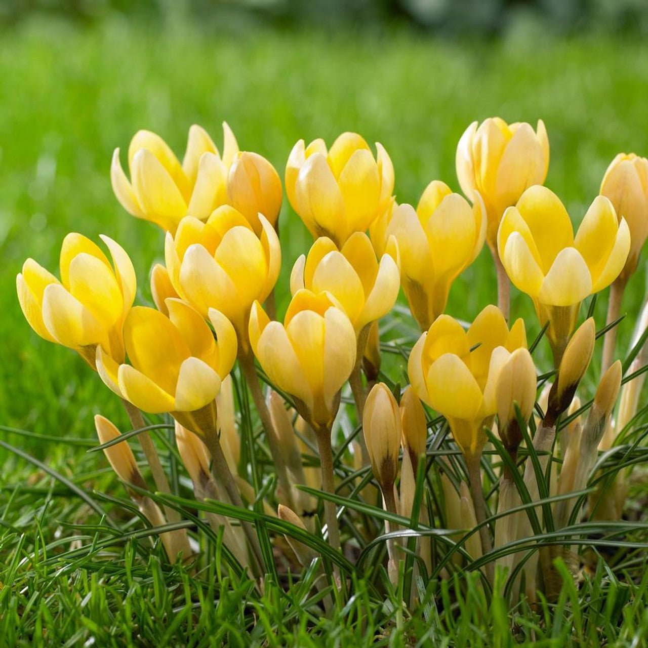 Crocus Species yellow