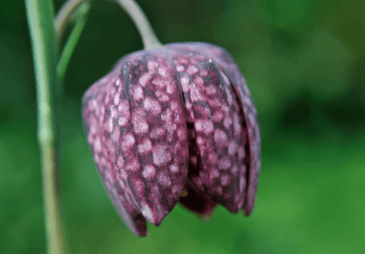 Fritillaria Meleagris