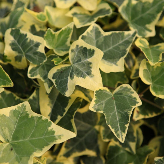 Hedera helix 'Goldchild'