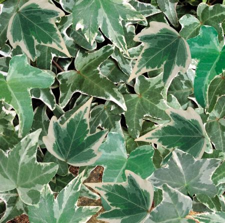 Hedera helix Silver Trailing Ivy