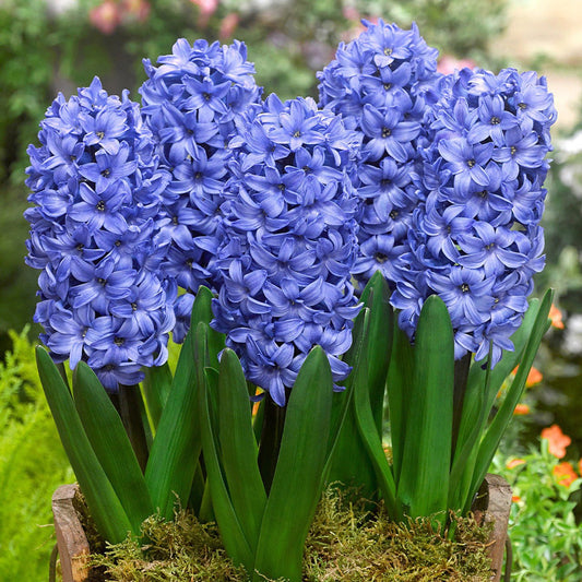 Hyacinth Garden Blue