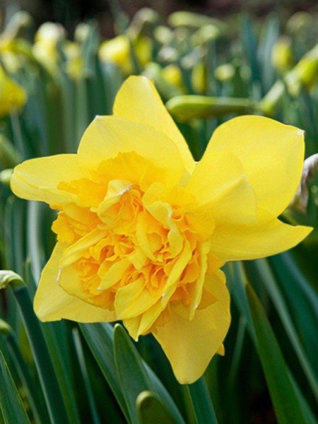 Narcissus 'Dick Wilden' bulbs