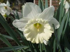 Narcissus 'Mount Hood' bulbs