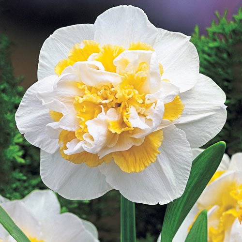 Narcissus 'White Lion' bulbs