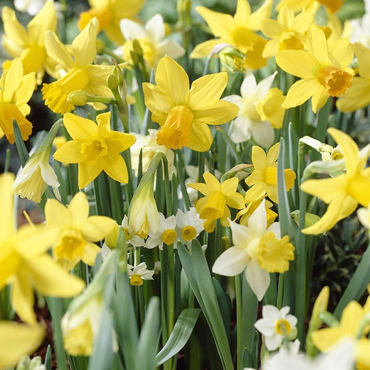 Narcissus 'Species Mixed' bulbs