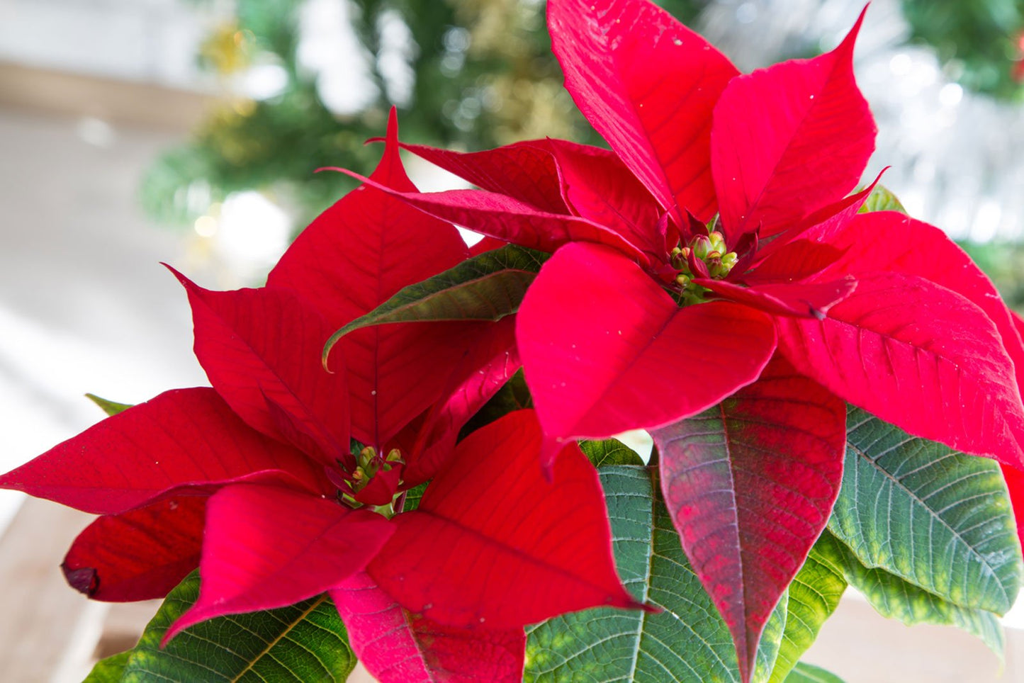 Poinsettia's