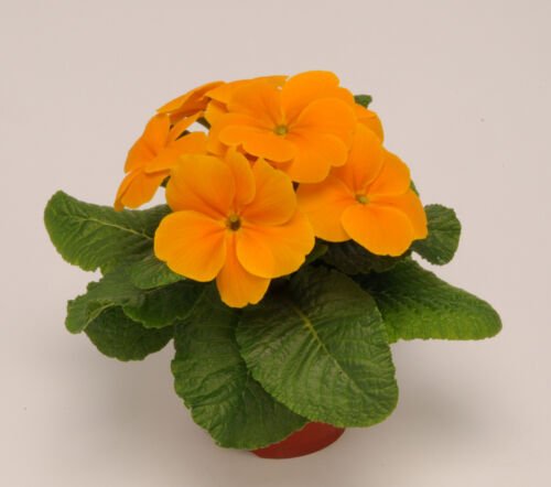 Primrose Alaska Orange