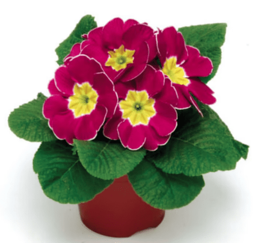 Primula Primrose Alaska Rose