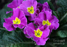 Primrose Purple