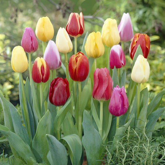 Tulip 'Triumph Mixed' bulbs