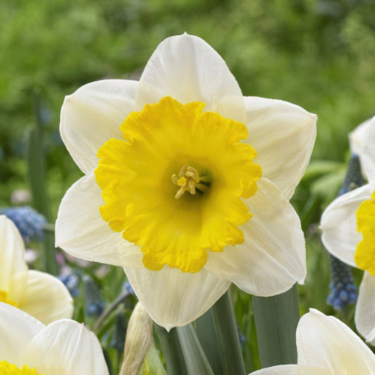 Narcissus ‘Ice Follies’ bulbs