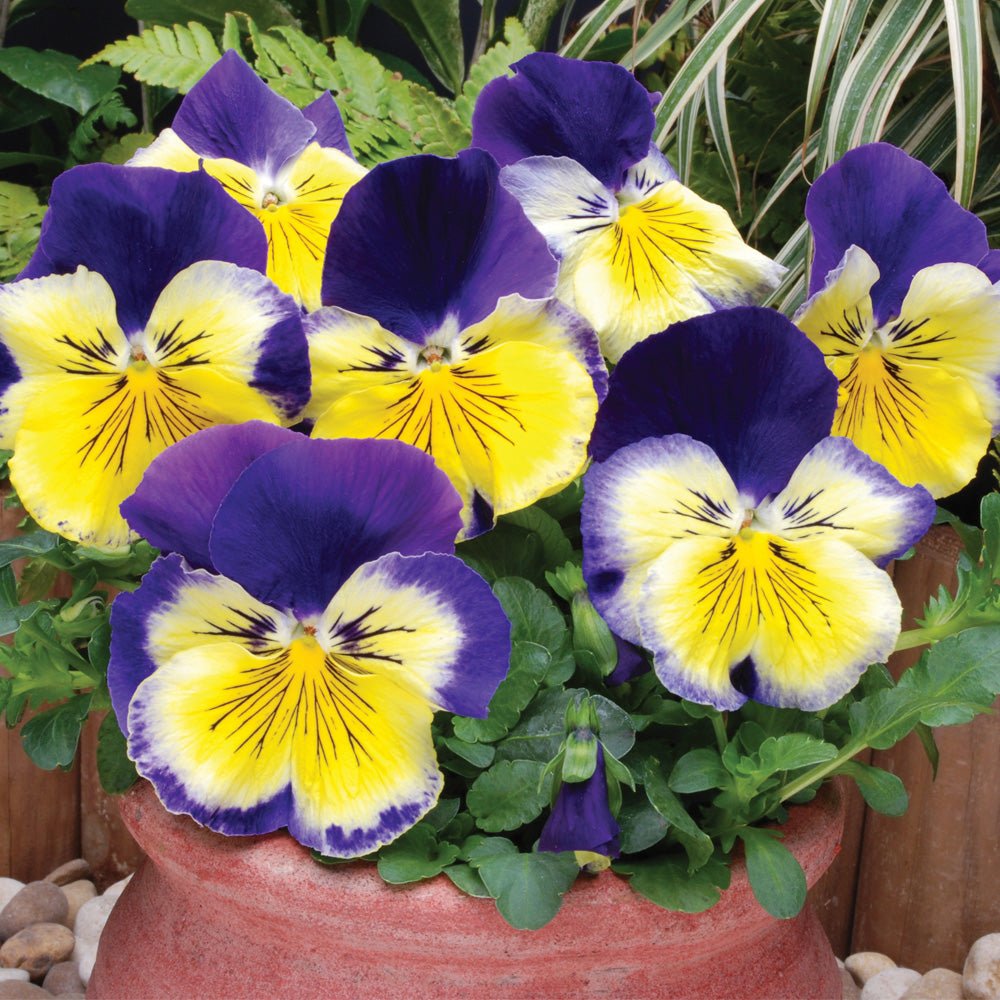 Pansy 'Matrix™ Morpheus'