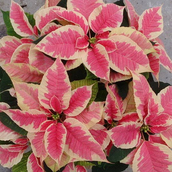 Poinsettia's