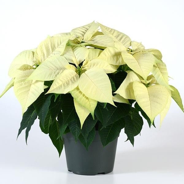 Poinsettia's